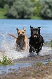 STAFFIE 201